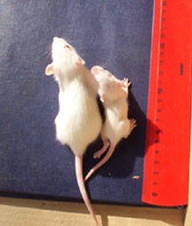 Rats photo #1