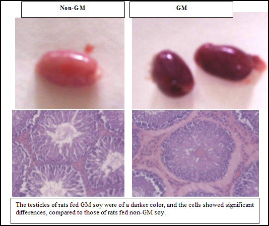 Image - Rat testicles cells - large